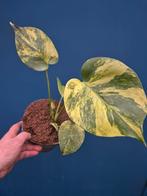 Monstera Aurea Variegata p17 (1), Huis en Inrichting, Ophalen of Verzenden, Halfschaduw, Minder dan 100 cm