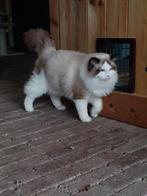 Ragdoll seal bicolor dekkater met stamboom, Kater, Gechipt, 0 tot 2 jaar