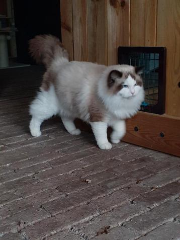 Ragdoll seal bicolor dekkater met stamboom  beschikbaar voor biedingen