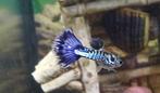 Galaxy blue tail guppen, Dieren en Toebehoren, Vis, Zoetwatervis