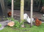 Kriel zijdehoenders zonder baard, Dieren en Toebehoren, Meerdere dieren, Kip