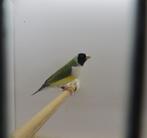 1-2 jonge goulds, Dieren en Toebehoren, Vogels | Overige Vogels, Meerdere dieren, Tropenvogel, Geringd