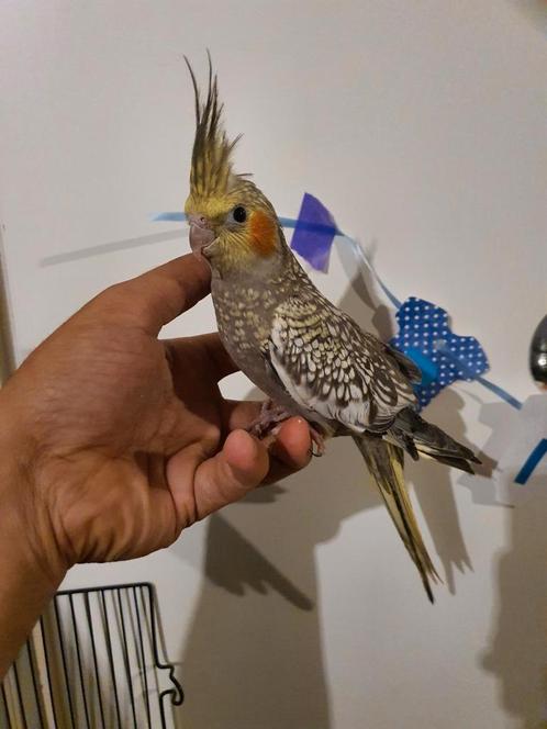 Tamme valkparkiet, Dieren en Toebehoren, Vogels | Parkieten en Papegaaien, Parkiet, Geslacht onbekend