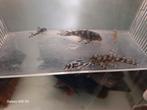 L046 nakweek, Dieren en Toebehoren, Vissen | Aquariumvissen, Vis, Zoetwatervis