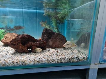 Cichlasoma Salvini Cichliden beschikbaar voor biedingen