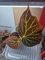 Begonia chloroneura terrarium plant, Huis en Inrichting, Kamerplanten, Ophalen, Overige soorten, Minder dan 100 cm