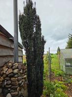 Mooie Tacsus. Plus 2 meter hoog., Tuin en Terras, Planten | Bomen, Ophalen, Volle zon, Overige soorten