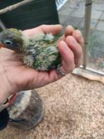 Baby dwergpapagaaien voor handtam, Geslacht onbekend, Dwergpapegaai of Agapornis
