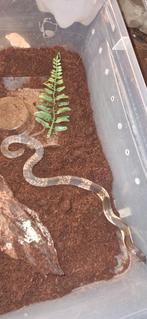 #Aziatische spugende cobra #zwart wit spugende cobra, Dieren en Toebehoren, Reptielen en Amfibieën, Slang, 0 tot 2 jaar