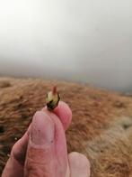 Alocasia Maharania, Huis en Inrichting, Kamerplanten, Ophalen of Verzenden, Overige soorten, Minder dan 100 cm