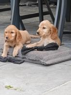 Engelse Cocker spaniël pups, CDV (hondenziekte), 8 tot 15 weken, Meerdere, Meerdere dieren
