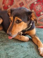 Enorm lief teefje 1 jaar jong, Dieren en Toebehoren, Honden | Poolhonden, Keeshonden en Oertypen, Overige rassen, CDV (hondenziekte)