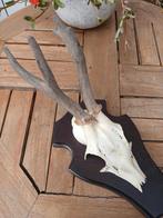 Gewei Mooi echt reegeweitje, Verzamelen, Dierenverzamelingen, Ophalen of Verzenden, Zo goed als nieuw, Hert, Gewei of Kop