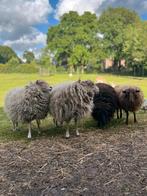 2 Ouessant schapen, Dieren en Toebehoren, Mannelijk, Schaap