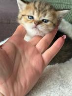 Kittens Kortharige Britse 3 stuks, Meerdere dieren