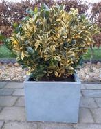 Euonymus -Kardinaalsmuts plant, Tuin en Terras, Ophalen, Overige soorten, Volle zon