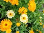 Goudsbloem zaden €1., Ophalen of Verzenden, Voorjaar, Volle zon, Zaad
