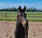 Hengstveulen KWPN, Dieren en Toebehoren, Paarden, Minder dan 160 cm, Dressuurpaard, 0 tot 2 jaar, Hengst