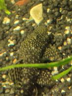 Algeneter, Overige typen, Zoetwatervis