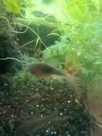 Corydora Aneus, Vis, Zoetwatervis, Schoolvis