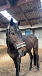 Paard met potentie, Dieren en Toebehoren, Paarden, Ruin, Recreatiepaard