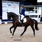 Prachtige KWPN E-pony, een echte leermeester!, Dieren en Toebehoren, Paarden, ZZ, Minder dan 160 cm, Gechipt, Ruin