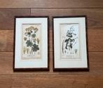 Botanische vintage illustraties - ingelijst, Antiek en Kunst, Kunst | Tekeningen en Foto's, Ophalen of Verzenden