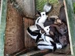 Lotharinger konijnen, Dieren en Toebehoren, Konijnen, Meerdere dieren, Groot