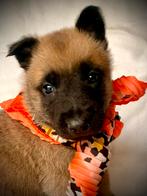 Mechelse herder pups met F.C.I stamboom showlijn., CDV (hondenziekte), 8 tot 15 weken, Meerdere, Meerdere dieren