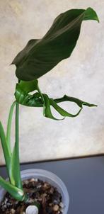 Monstera Unniiae, Huis en Inrichting, Ophalen of Verzenden, Overige soorten, Minder dan 100 cm