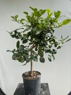 Citrus Hystrix, Jeroek Perut, Kaffir Lime, Nr. 1, Tuin en Terras, Ophalen, Volle zon, Overige soorten, Minder dan 100 cm