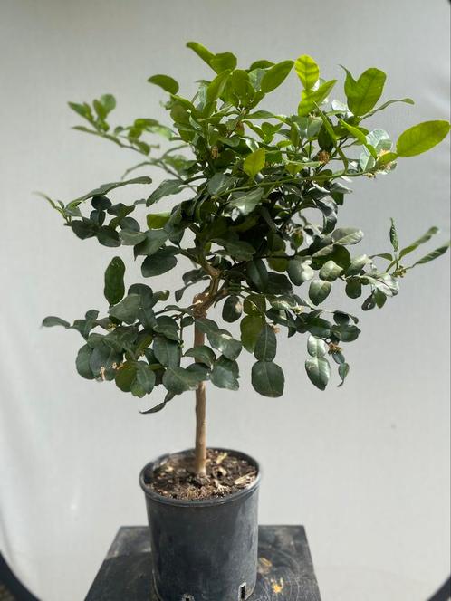 Citrus Hystrix, Jeroek Perut, Kaffir Lime, Nr. 1, Tuin en Terras, Planten | Bomen, Overige soorten, Minder dan 100 cm, Volle zon