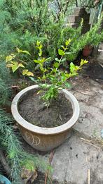 Granaatappel, Ophalen of Verzenden, Volle zon, Overige soorten