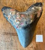 Megalodon tand 13,5 cm, Ophalen of Verzenden, Fossiel