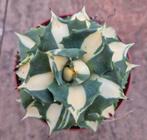 Agave Potatorum Gold p10 (3)