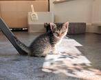 Kitten, Dieren en Toebehoren, Katten en Kittens | Raskatten | Langhaar, Meerdere dieren, Ontwormd