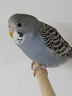 Grasparkiet DDblauw split dun fallow, Vrouwelijk, Parkiet