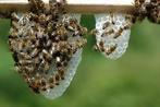 Bijenvolken + imker honing – Carnica F1 – sterke volken, Dieren en Toebehoren, Insecten en Spinnen, Bijen