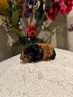 Cavia zeugje, Dieren en Toebehoren, Knaagdieren, Vrouwelijk, Cavia, Na 1 juli 2024, Tam