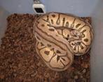 Python regius ballpython 12x, Dieren en Toebehoren, Reptielen en Amfibieën, Slang