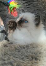 Raszuivere ragdoll sealpoint kitten, Dieren en Toebehoren, Katten en Kittens | Raskatten | Langhaar, Kater, Gechipt, 0 tot 2 jaar