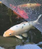 Japanse Koi Shiro utsuri 65 cm, Dieren en Toebehoren, Karper of Koi