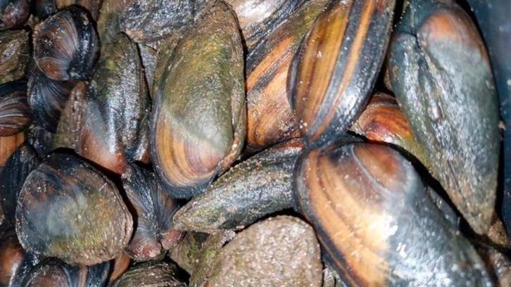 Vijvermosselen zoetwatermosselen algeneters, Dieren en Toebehoren, Vissen | Vijvervissen, Overige soorten