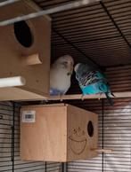 Koppels Engels Parkiet, Dieren en Toebehoren, Vogels | Parkieten en Papegaaien, Meerdere dieren, Parkiet