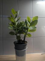 sedum hemelsleutel in pot, Tuin en Terras, Planten | Tuinplanten, Ophalen of Verzenden, Zomer, Overige soorten, Volle zon