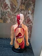 Autonomische Torso Menselijk Lichaam, Ophalen of Verzenden, Zo goed als nieuw