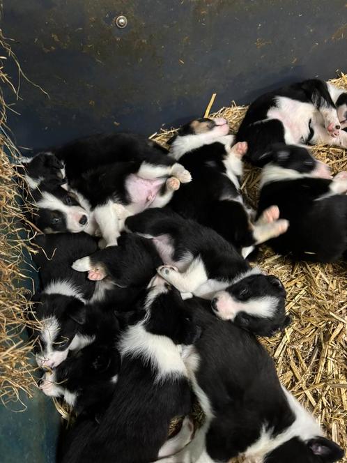 Mooie stamboom bordercollie’s te koop, Dieren en Toebehoren, Honden | Herdershonden en Veedrijvers, Meerdere dieren, Overige rassen