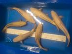 Japanse Koikarper chagoi, Dieren en Toebehoren, Karper of Koi