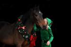 Te koop: Super lieve allround D-pony merrie, 16 jaar, Dieren en Toebehoren, Pony's, Merrie