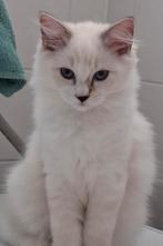 Ragdoll kitten 1 kater, 1 kitten poes en 1 herplaatser, Dieren en Toebehoren, Katten en Kittens | Raskatten | Langhaar, Poes, 0 tot 2 jaar